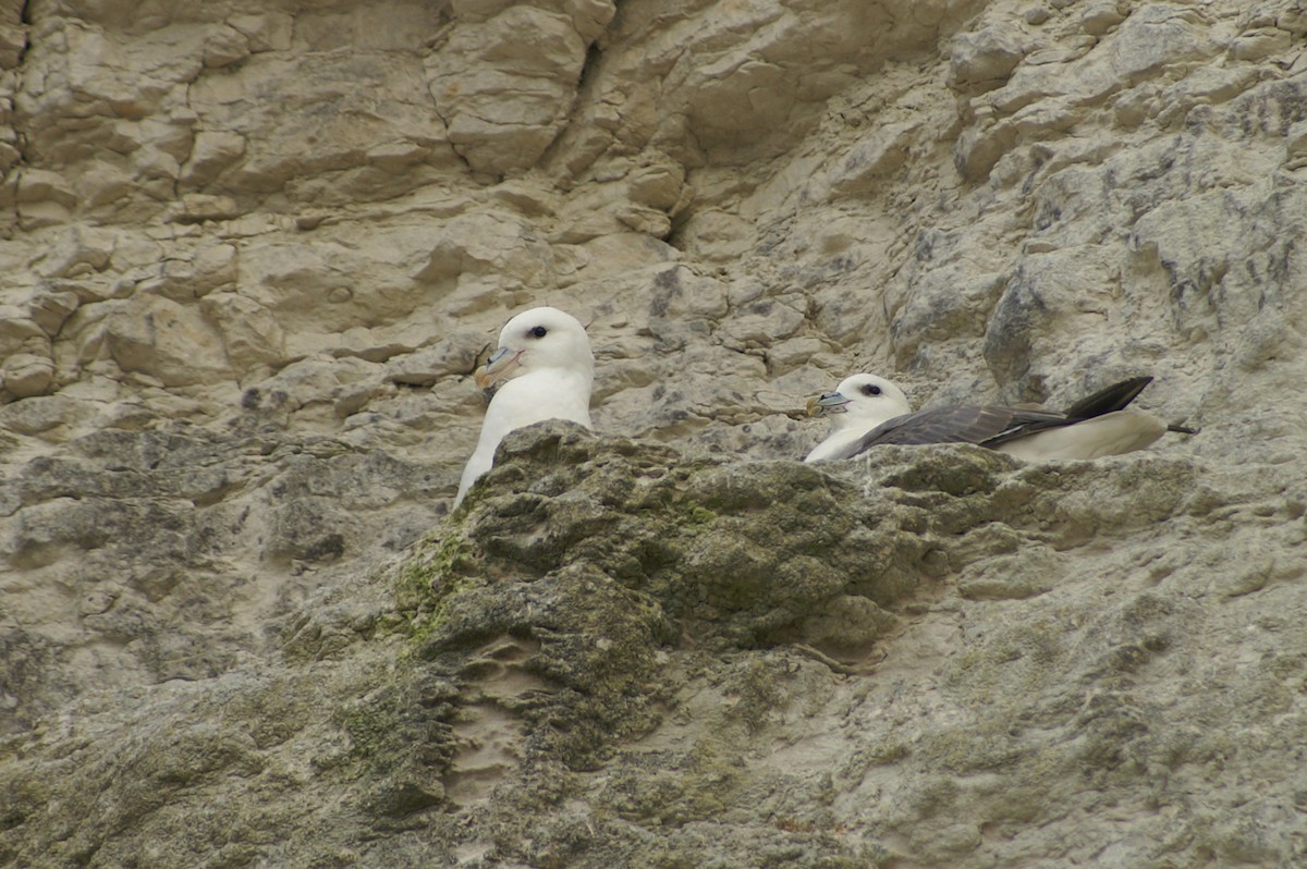 Northern Fulmar - ML363356651