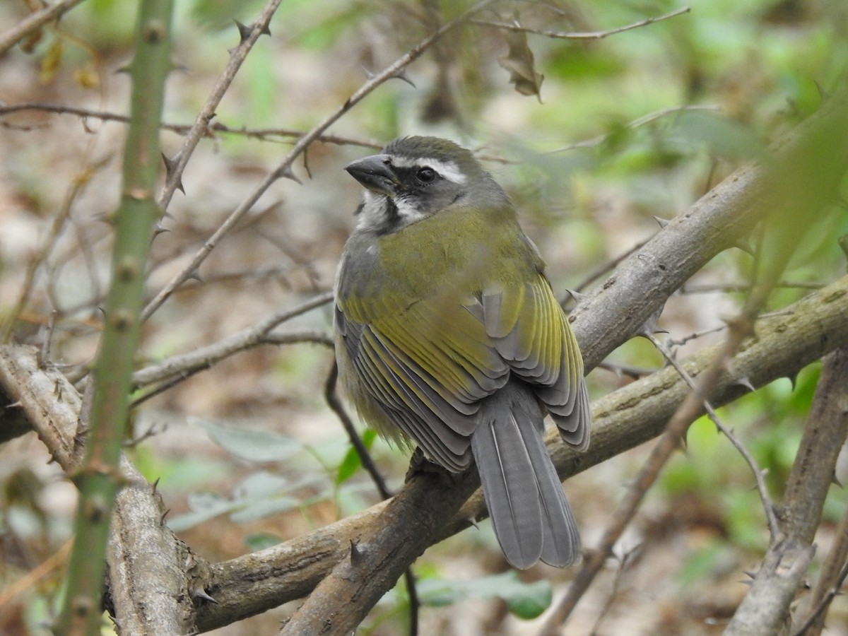 Green-winged Saltator - Patricio Ramírez Llorens