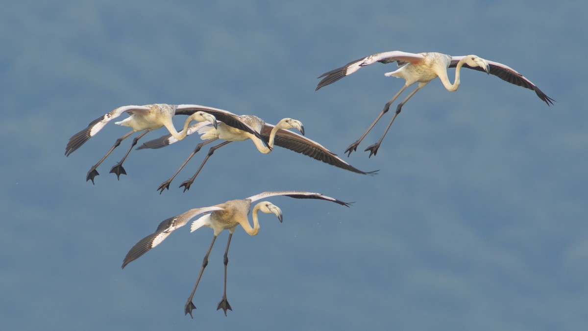 Greater Flamingo - ML363358081