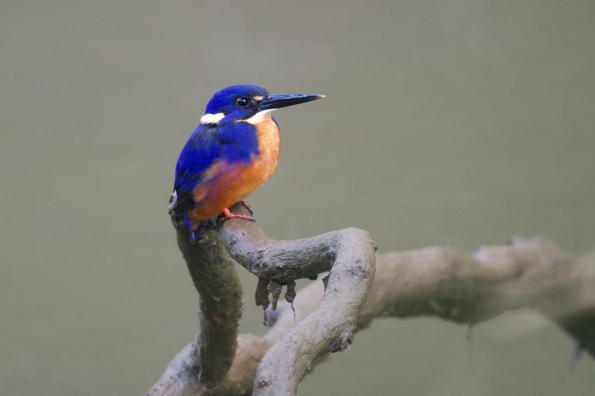 Azure Kingfisher - Peter Allen