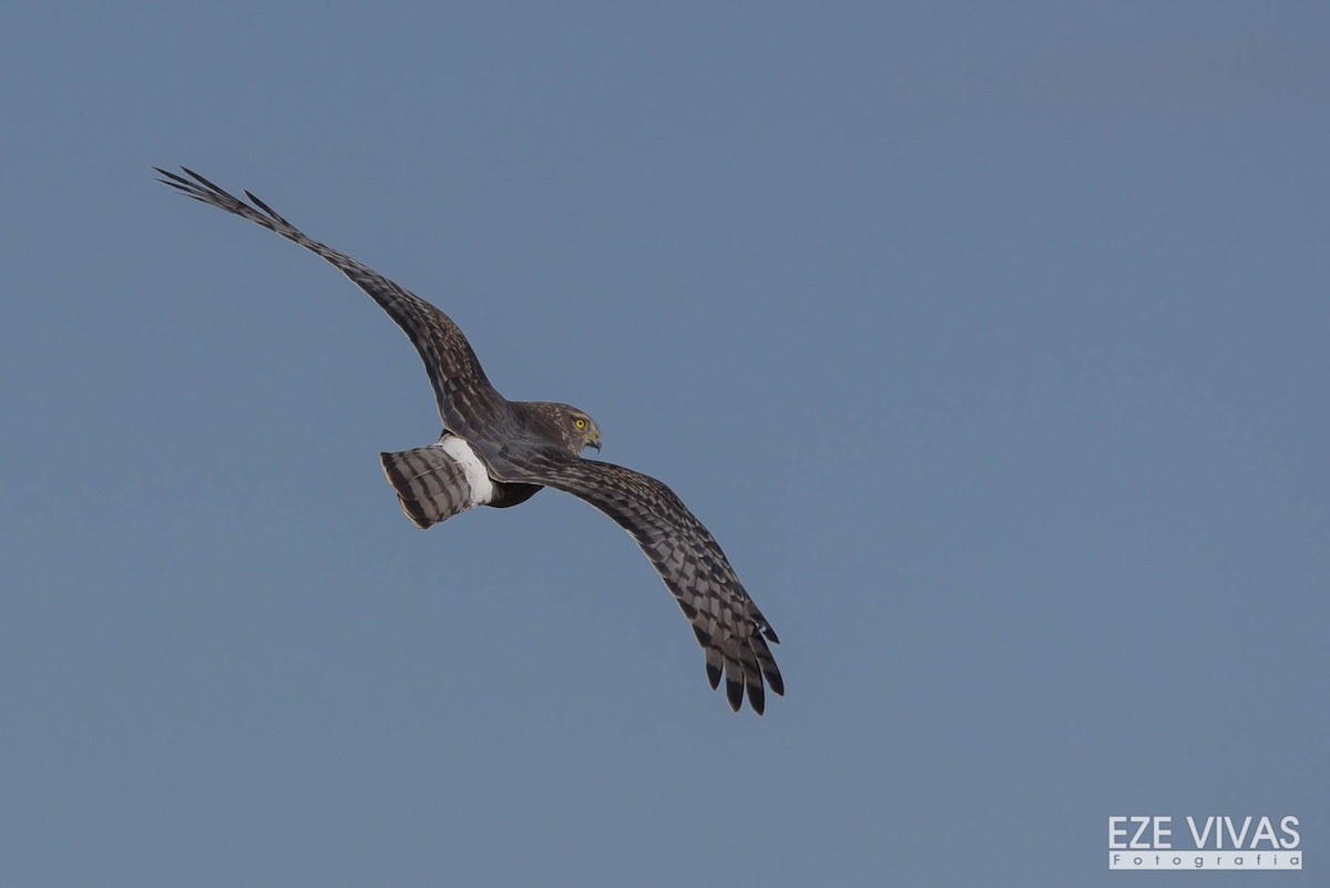 Cinereous Harrier - Ezequiel Vivas