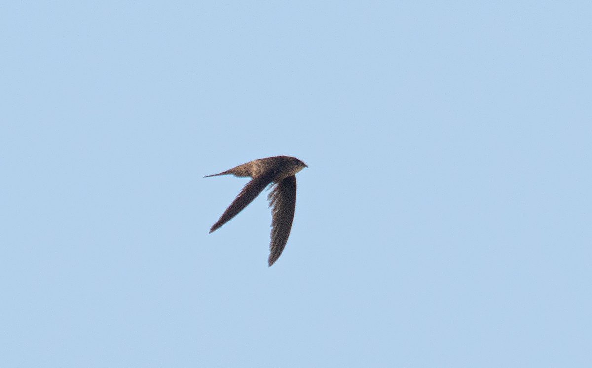 Asian Palm Swift - ML363360871