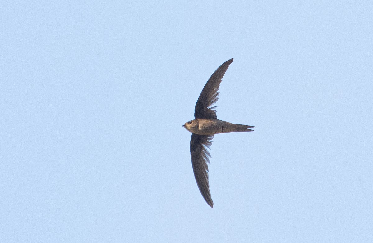 Asian Palm Swift - ML363360881