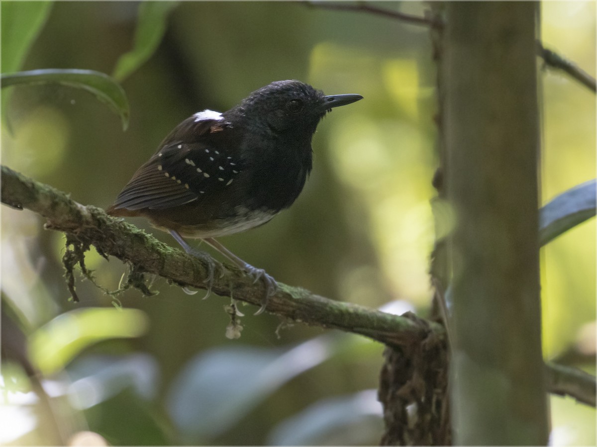 Zimmer's Antbird - Dušan Brinkhuizen