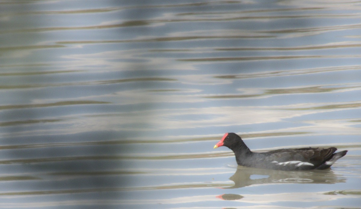 Common Gallinule - ML363362231