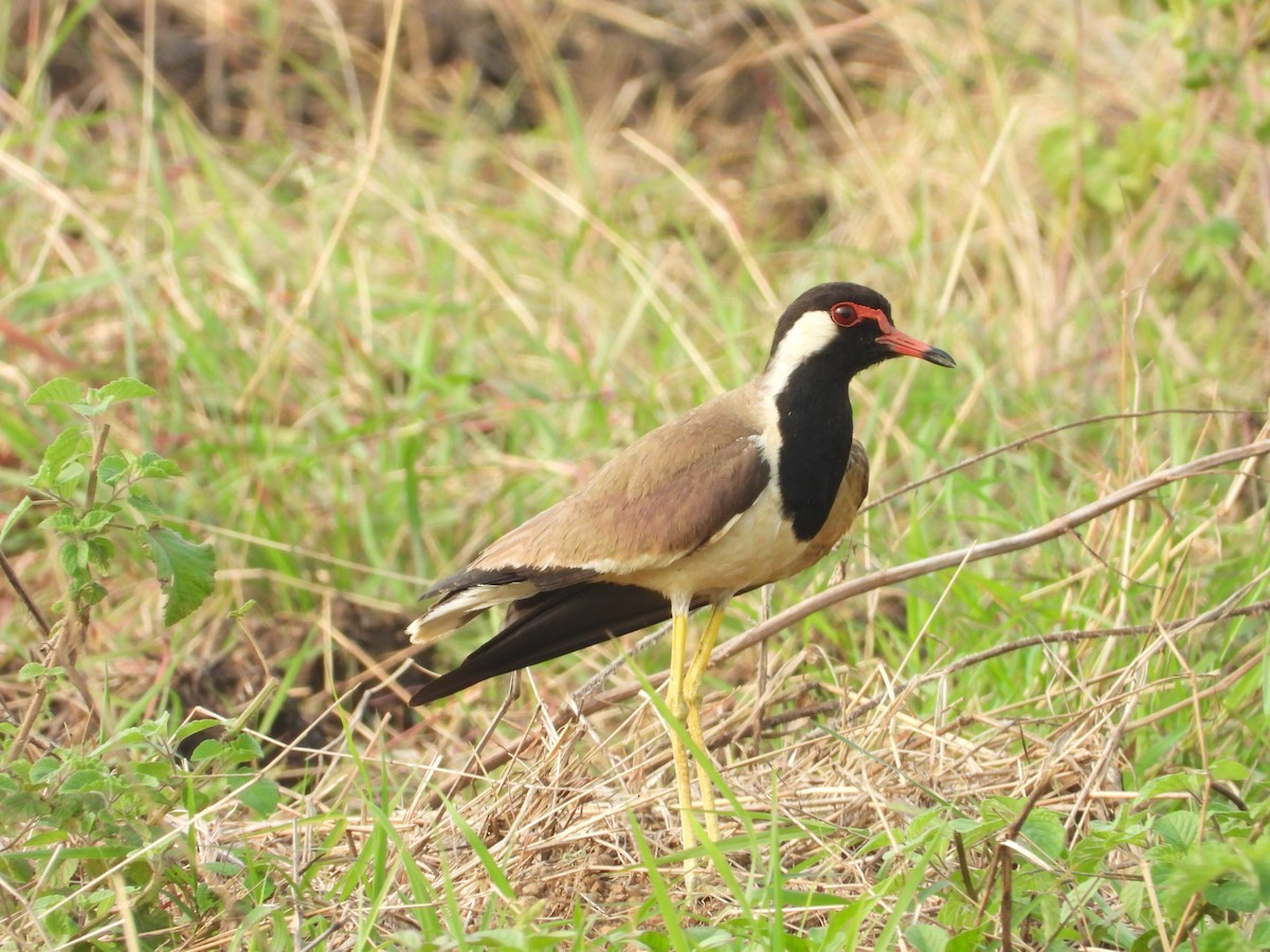 Red-wattled Lapwing - ML363362251