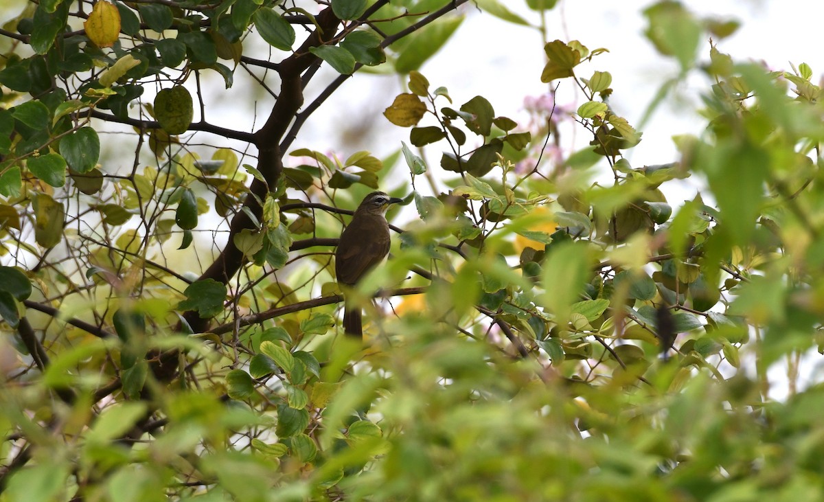 White-browed Bulbul - ML363362751