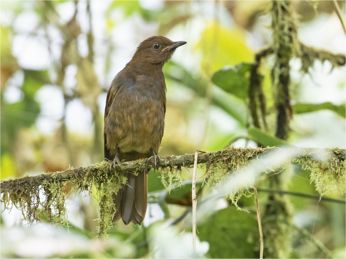 Rufous-brown Solitaire (Chestnut-throated) - ML363363291