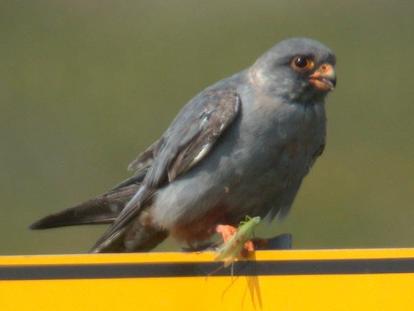 Red-footed Falcon - ML363363501