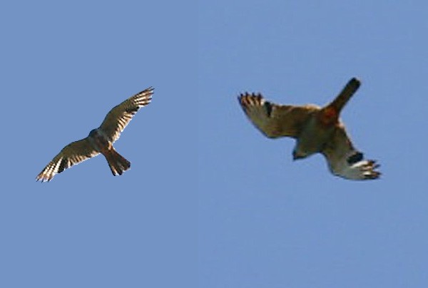 Red-footed Falcon - ML363363521