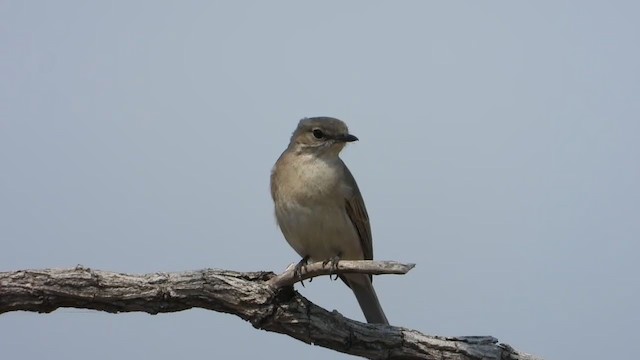 Pale Flycatcher - ML363365121