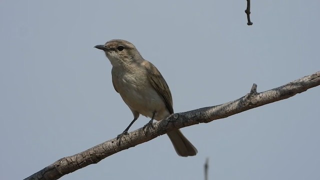 Pale Flycatcher - ML363365131