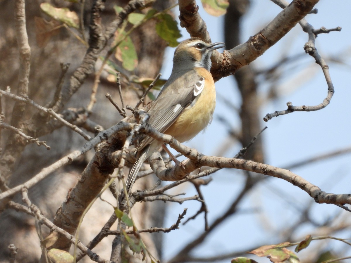 Miombo Scrub-Robin - ML363365211