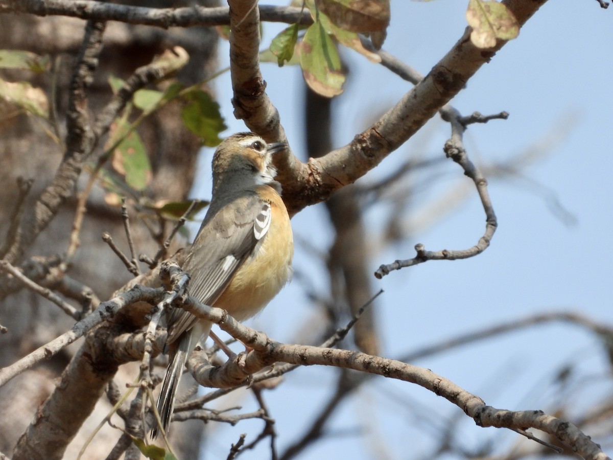 Miombo Scrub-Robin - GARY DOUGLAS