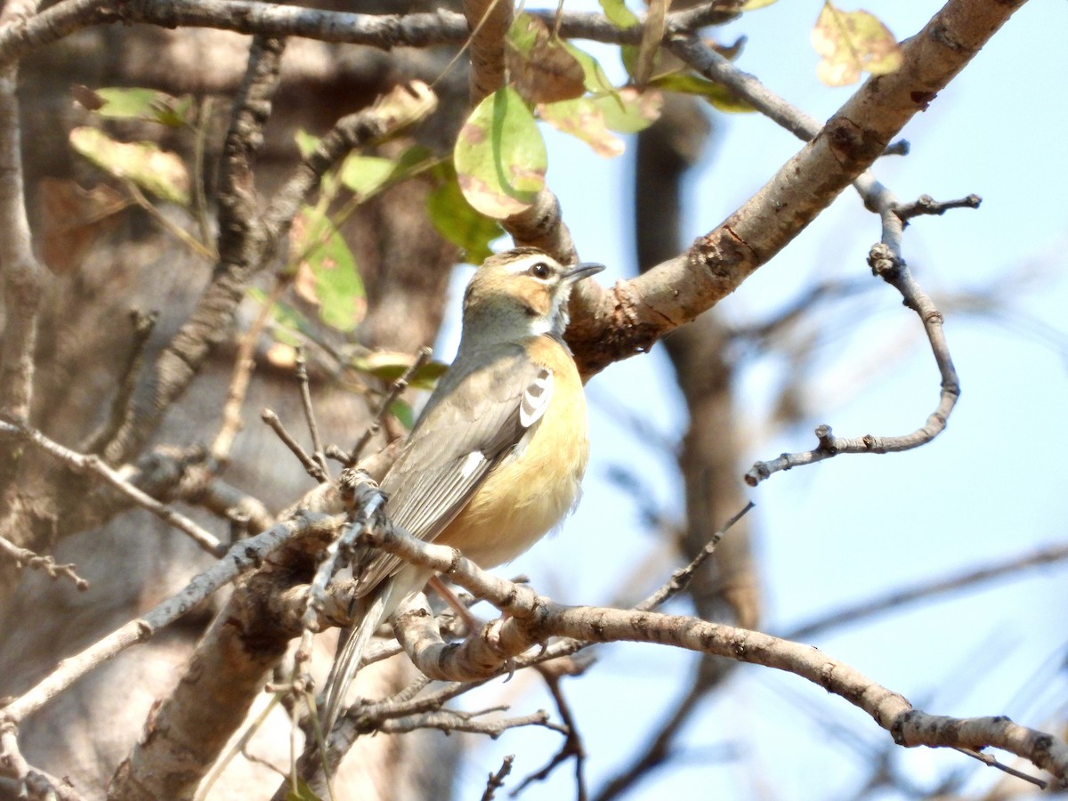 Miombo Scrub-Robin - ML363365231