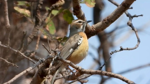 Miombo Scrub-Robin - ML363365341