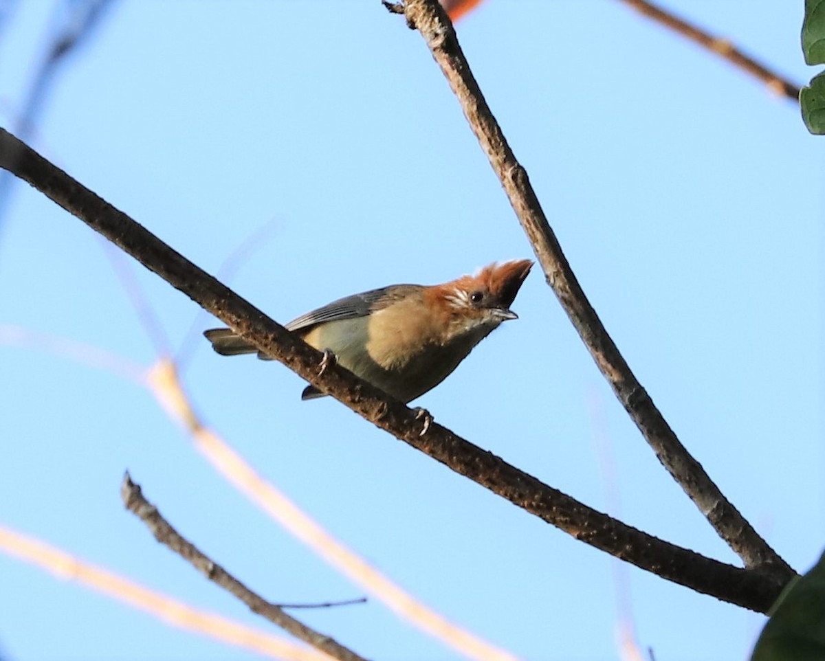 White-naped Yuhina - ML363366171