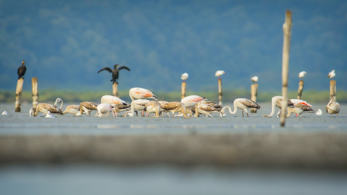 Greater Flamingo - ML363366331