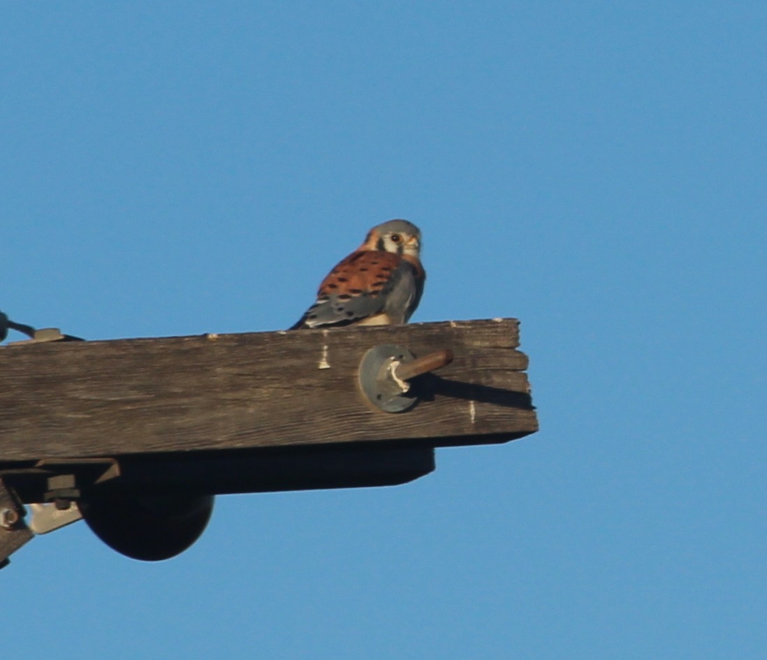 American Kestrel - ML36336671