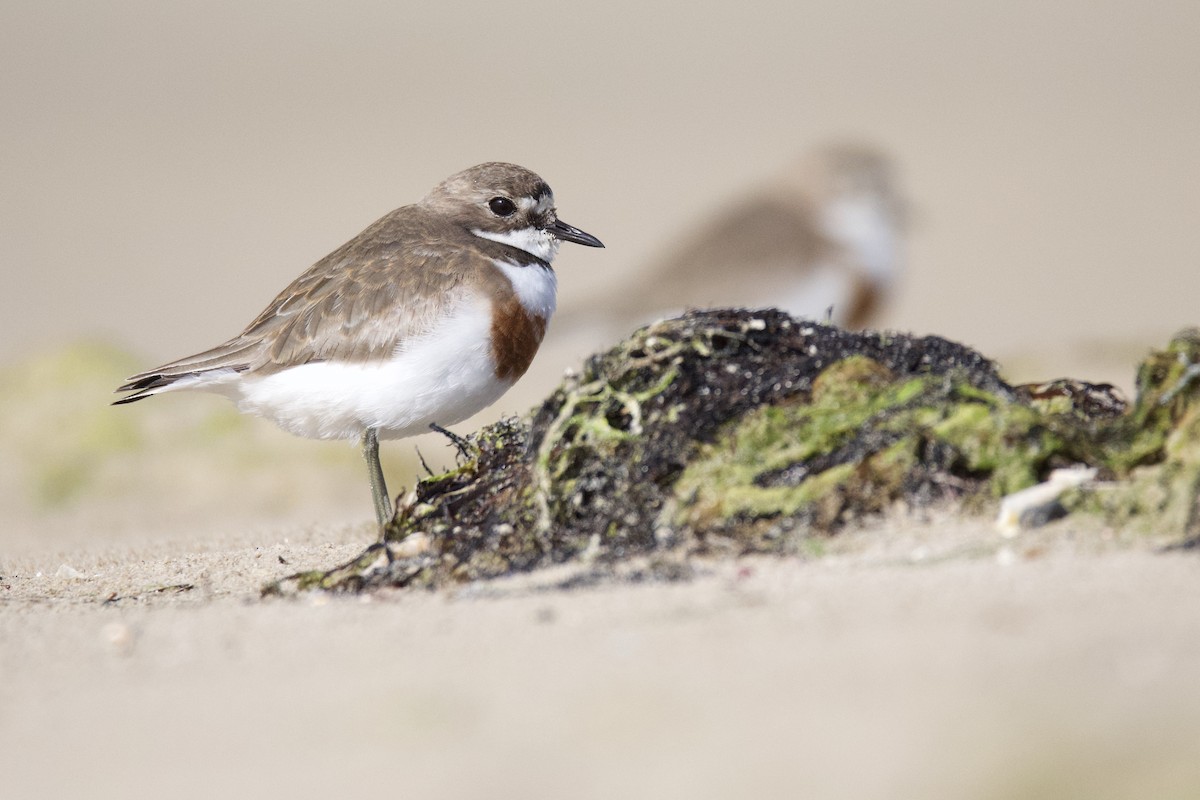 Double-banded Plover - ML363368071