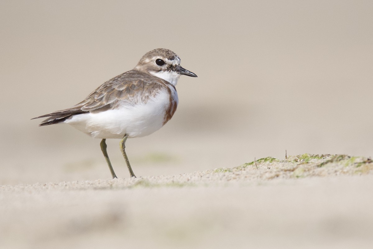 Double-banded Plover - ML363368081