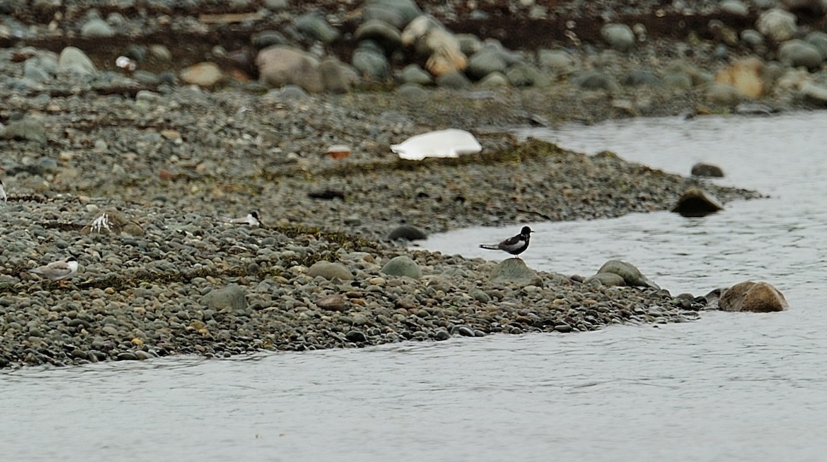 White-winged Tern - ML363370071