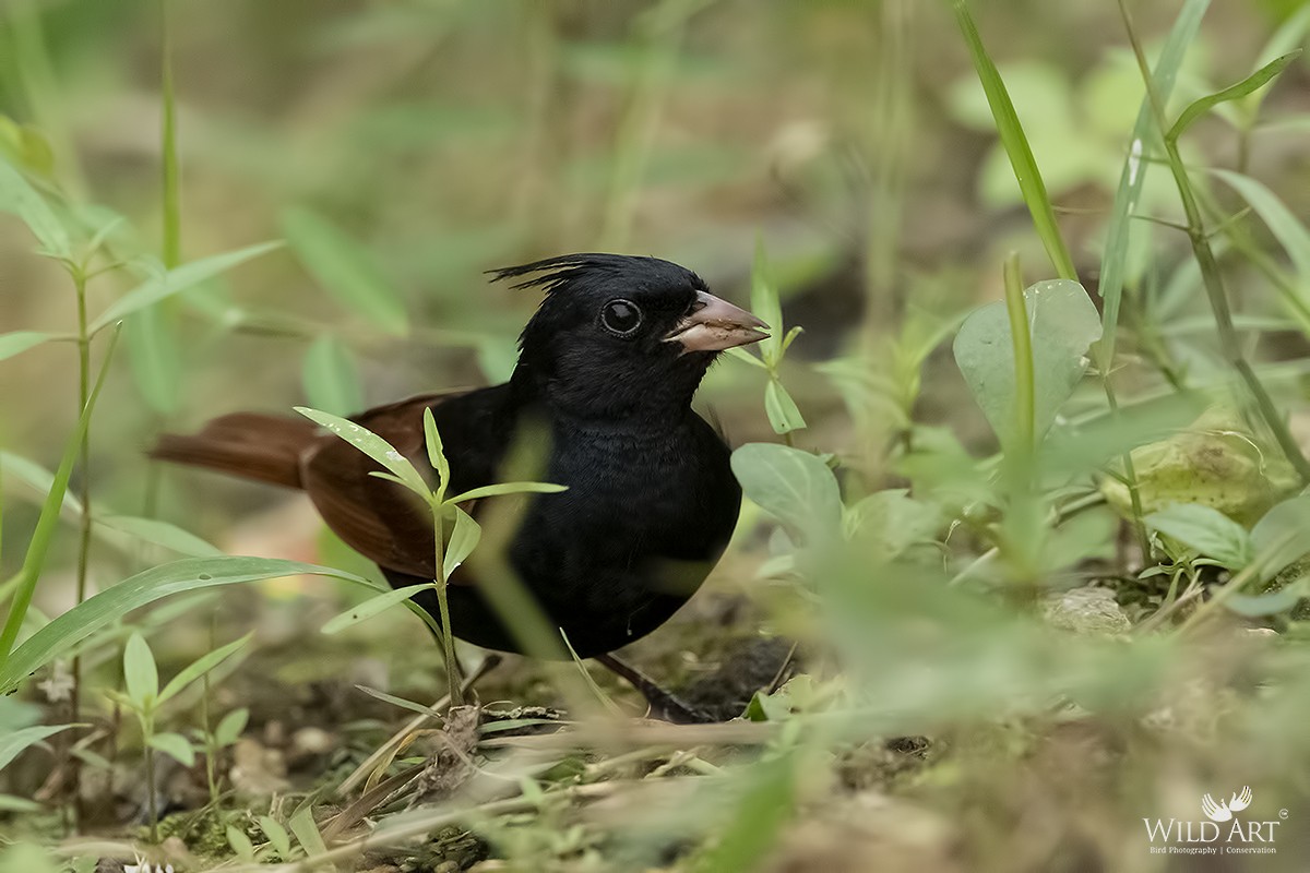 Crested Bunting - ML363370351