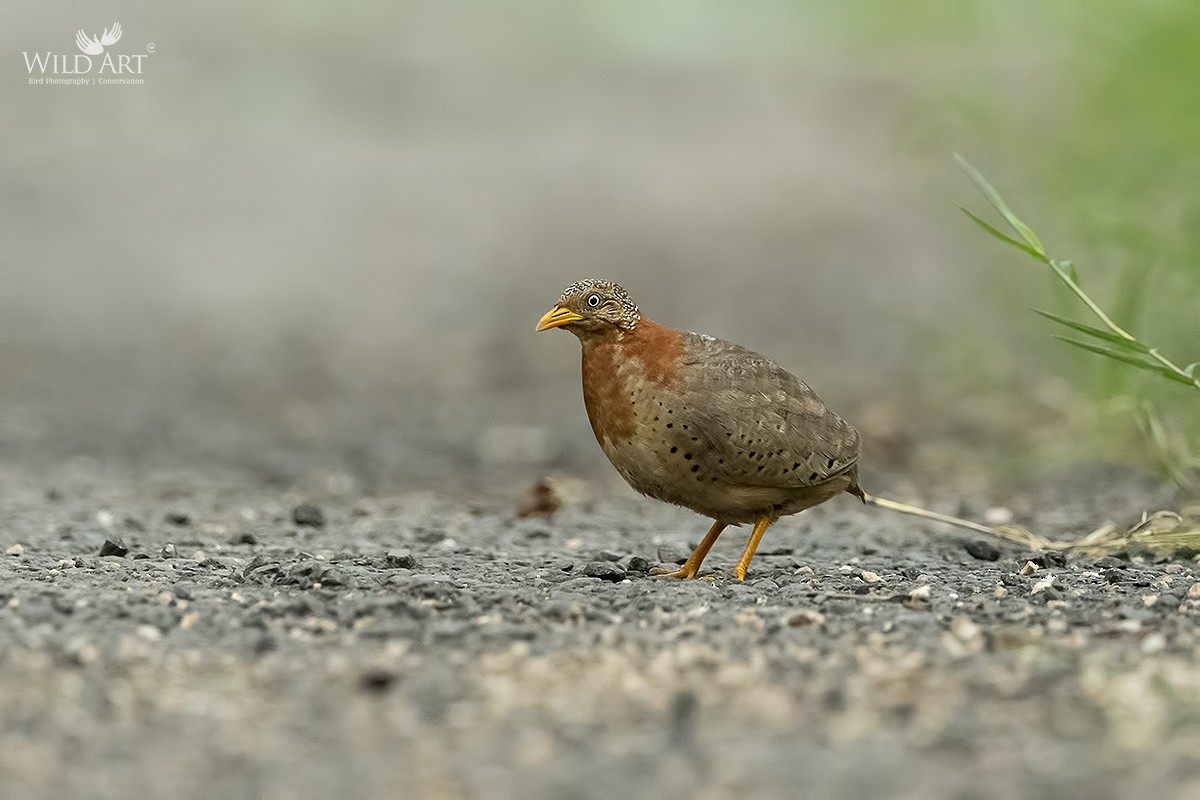 Yellow-legged Buttonquail - ML363370391