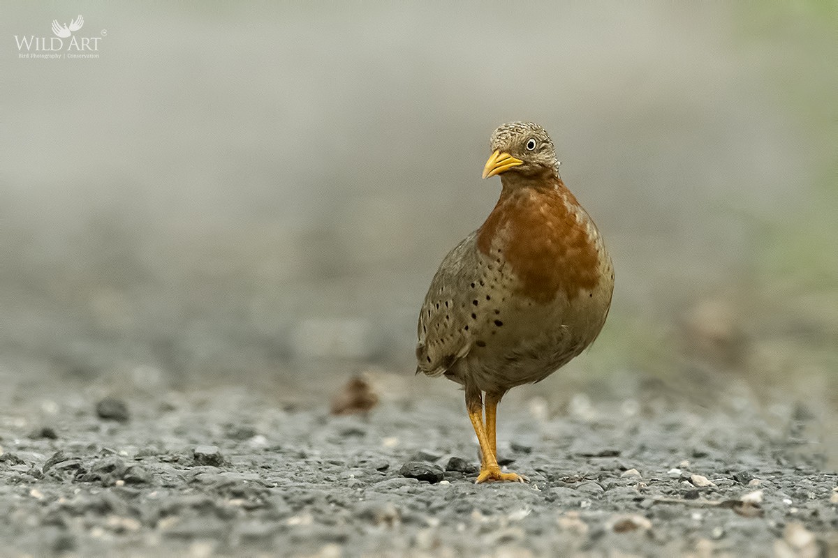 Yellow-legged Buttonquail - ML363370401