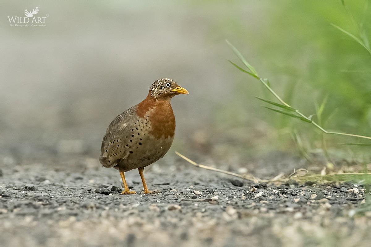 Yellow-legged Buttonquail - ML363370411