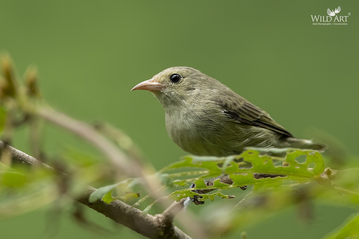 Pale-billed Flowerpecker - ML363370421