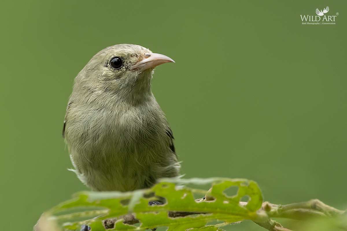 Pale-billed Flowerpecker - ML363370431