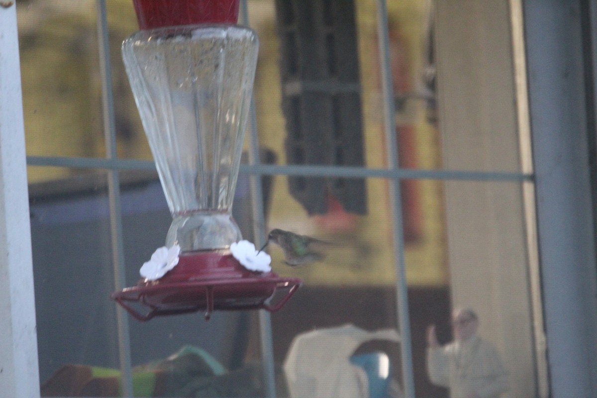 Ruby-throated Hummingbird - ML363370541