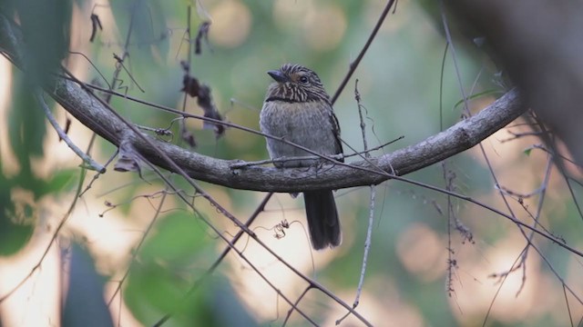 Crescent-chested Puffbird - ML363372891