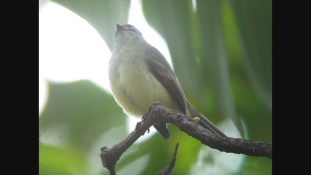 Sooty-headed Tyrannulet - ML363373781