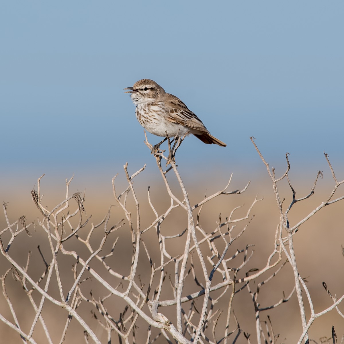 Dune Lark - ML363373791