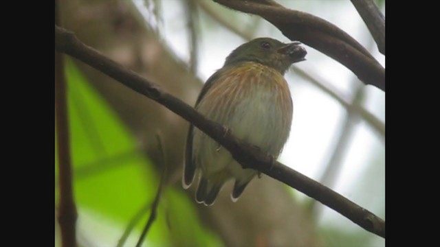 Striolated Manakin - ML363373861