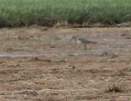 gulbrystsnipe - ML363373891