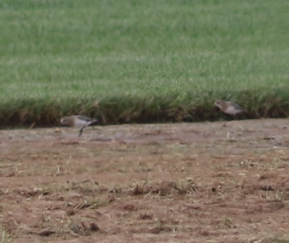 gulbrystsnipe - ML363373921