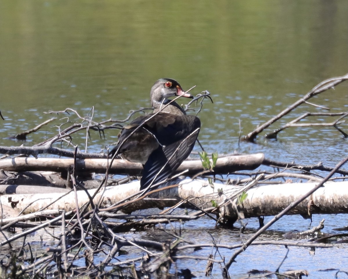 Wood Duck - ML363374191