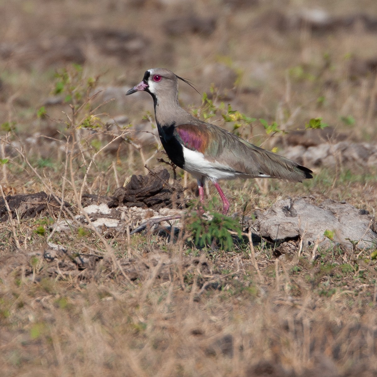 Southern Lapwing - Werner Suter