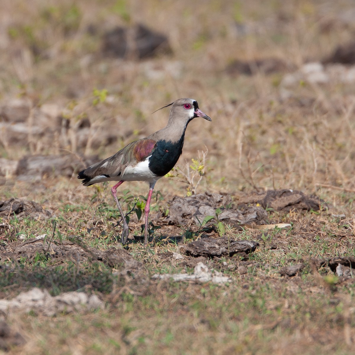 Southern Lapwing - Werner Suter