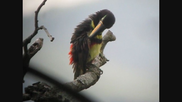 Many-banded Aracari - ML363374551