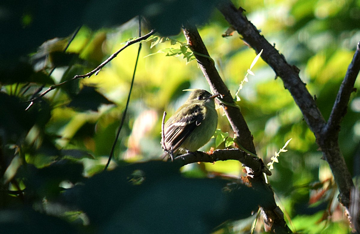 Yellow-bellied Flycatcher - ML36337501