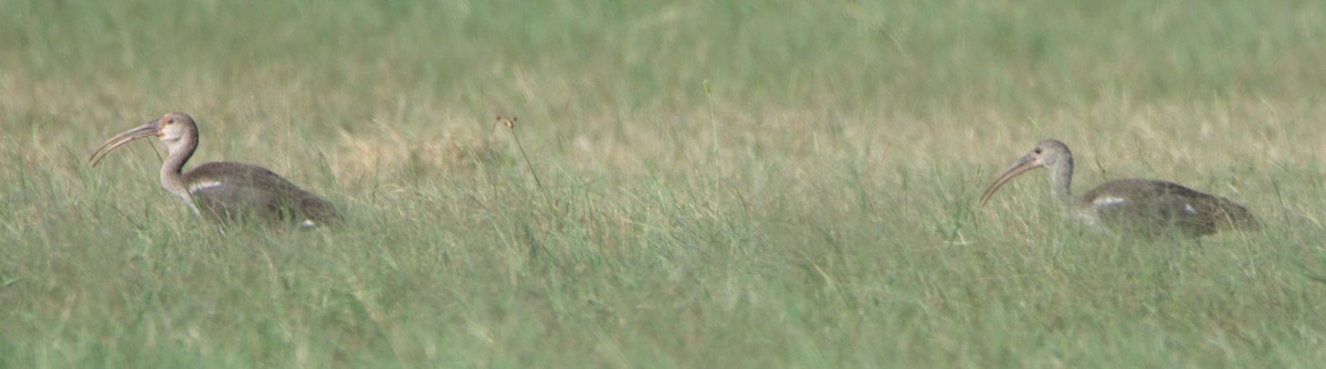 White Ibis - ML363375071