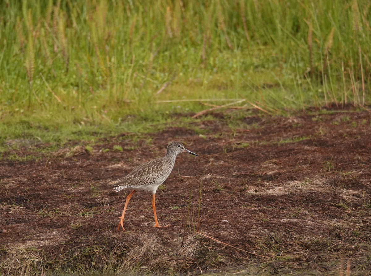 Common Redshank - ML363376221