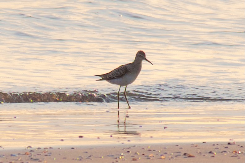 Stilt Sandpiper - ML363376691