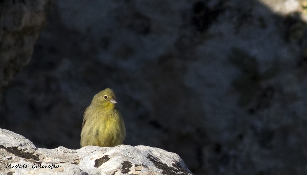 Cinereous Bunting - Mustafa Çulcuoğlu