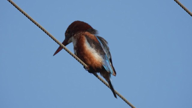 White-throated Kingfisher - ML363377231