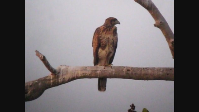 Harris's Hawk - ML363377831